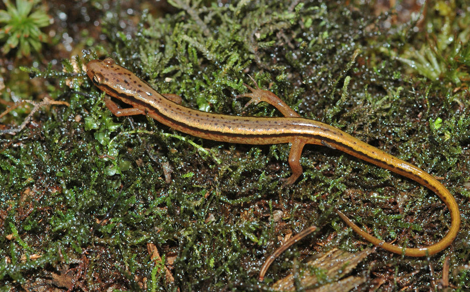 Blue Ridge Two-lined Salamander